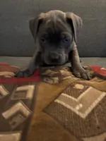 Snoop, a male Perro de Presa Canario and Cane Corso for sale in East Hartford, CT – Photo 3 of 6