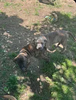 Pippy, a female Perro de Presa Canario and Cane Corso for sale in East Hartford, CT – 4 of 10