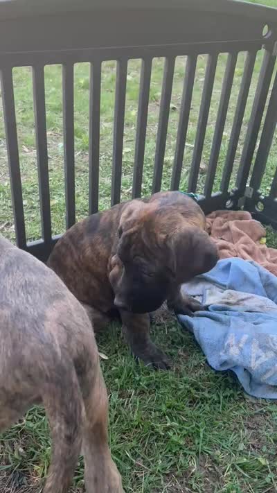 Pippy, a female Perro de Presa Canario and Cane Corso for sale in East Hartford, CT – 10 of 10