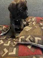 Champ, a male Perro de Presa Canario and Cane Corso for sale in East Hartford, CT – Photo 2 of 6