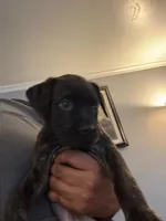 Champ, a male Perro de Presa Canario and Cane Corso for sale in East Hartford, CT – Photo 3 of 6