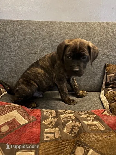 Champ – Perro de Presa Canario, Cane Corso puppy for sale in East Hartford, CT