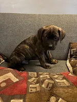 Champ, a male Perro de Presa Canario and Cane Corso for sale in East Hartford, CT – Photo 1 of 6