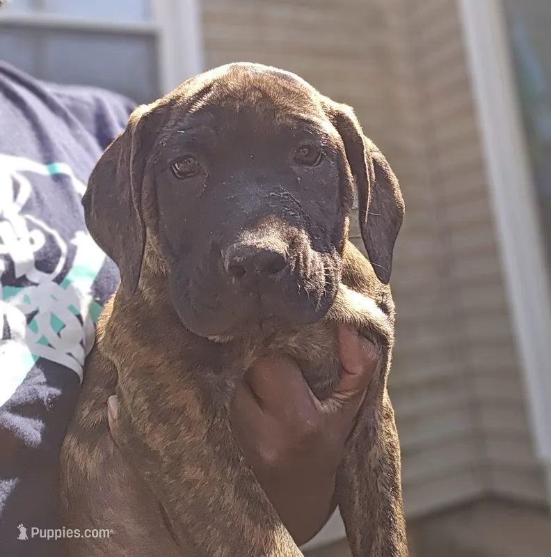 Pippy – Perro de Presa Canario, Cane Corso puppy for sale in East Hartford, CT