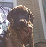 Pippy, a female Perro de Presa Canario and Cane Corso for sale in East Hartford, CT – 1 of 10