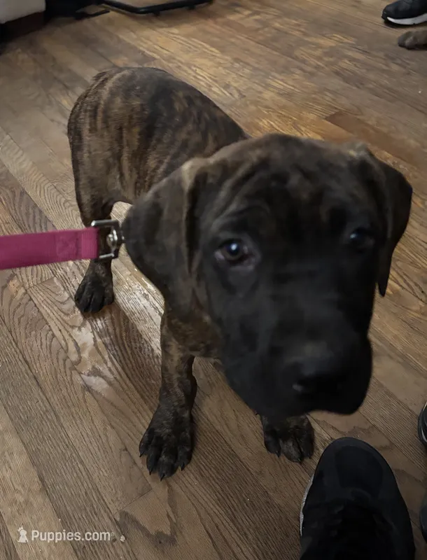 Pippy – Perro de Presa Canario, Cane Corso puppy for sale in East Hartford, CT