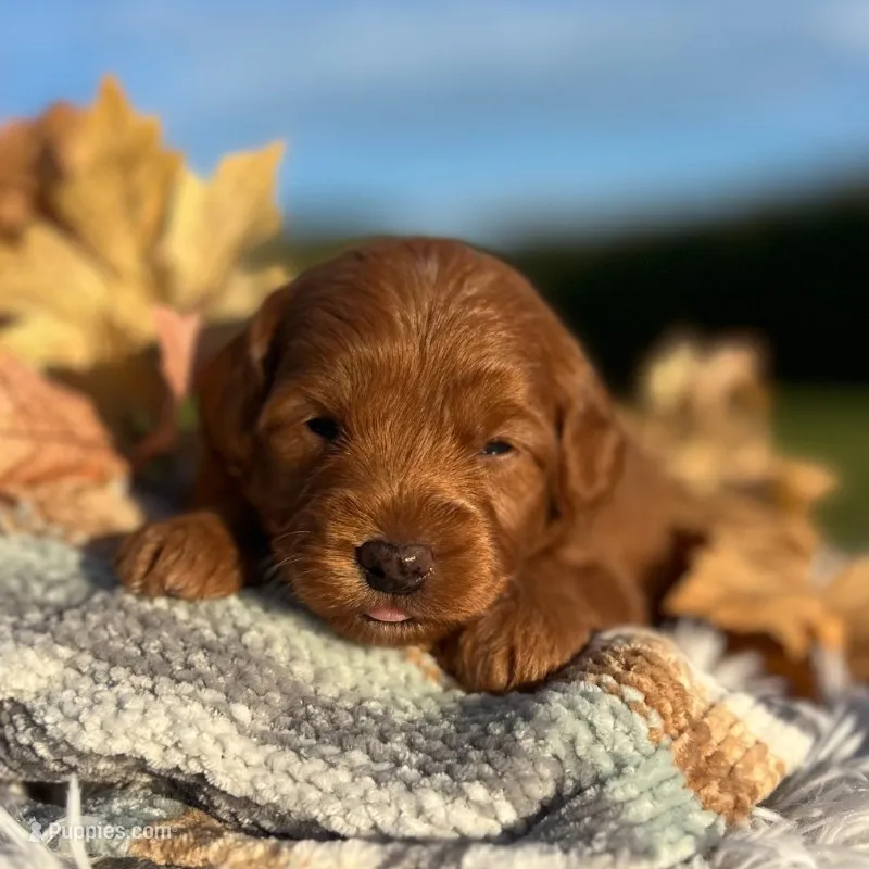 Loki (Micro MiniBoy) – Miniature Goldendoodle puppy for sale in Bluffton, IN
