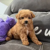 Nova (Micro Mini Girl), a female Miniature Goldendoodle for sale in Bluffton, IN – 3 of 4