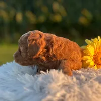 Docia (Micro Mini Girl), a female Miniature Goldendoodle for sale in Bluffton, IN – 3 of 4