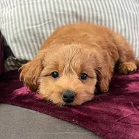 Loki (Micro MiniBoy), a male Miniature Goldendoodle for sale in Bluffton, IN – 2 of 4