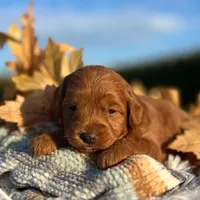 Loki (Micro MiniBoy), a male Miniature Goldendoodle for sale in Bluffton, IN – 2 of 3