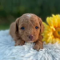 Docia (Micro Mini Girl), a female Miniature Goldendoodle for sale in Bluffton, IN – 4 of 4