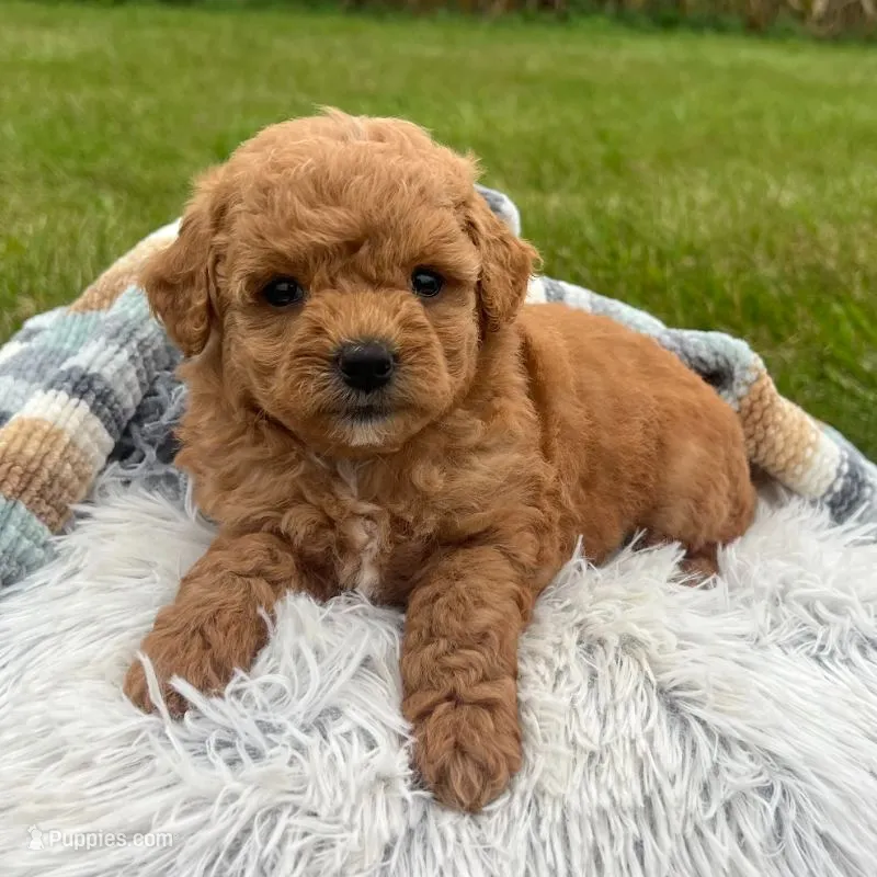 Nova (Micro Mini Girl) – Miniature Goldendoodle puppy for sale in Bluffton, IN