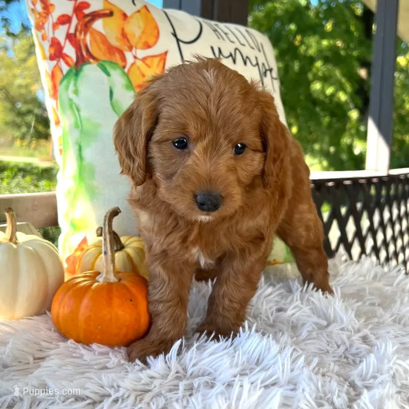 Loki (Micro MiniBoy) – Miniature Goldendoodle puppy for sale in Bluffton, IN