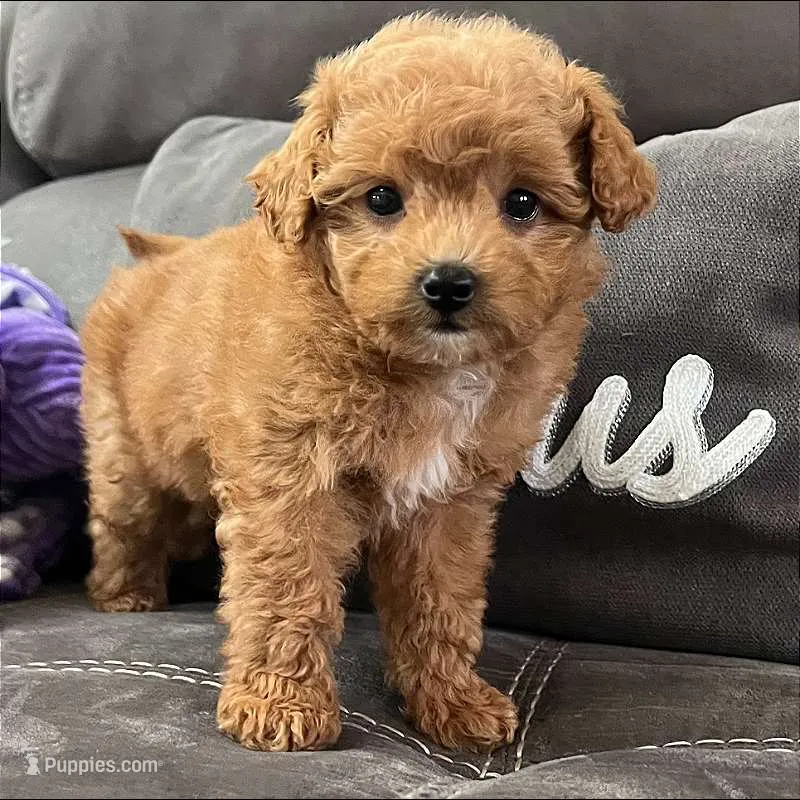 Nova (Micro Mini Girl) – Miniature Goldendoodle puppy for sale in Bluffton, IN