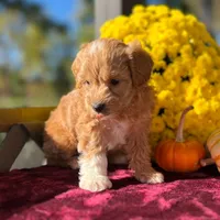 Toto (Micro Mini Boy), a male Miniature Goldendoodle for sale in Bluffton, IN – 4 of 5
