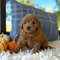 Tobi(Micro Mini Boy), a male Miniature Goldendoodle for sale in Bluffton, IN – 1 of 4