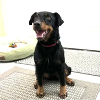 Sako, a female Jagdterrier for sale in Bluffton, IN – Photo 1 of 3