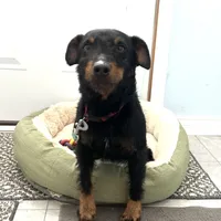 Sako, a female Jagdterrier for sale in Bluffton, IN – Photo 3 of 3