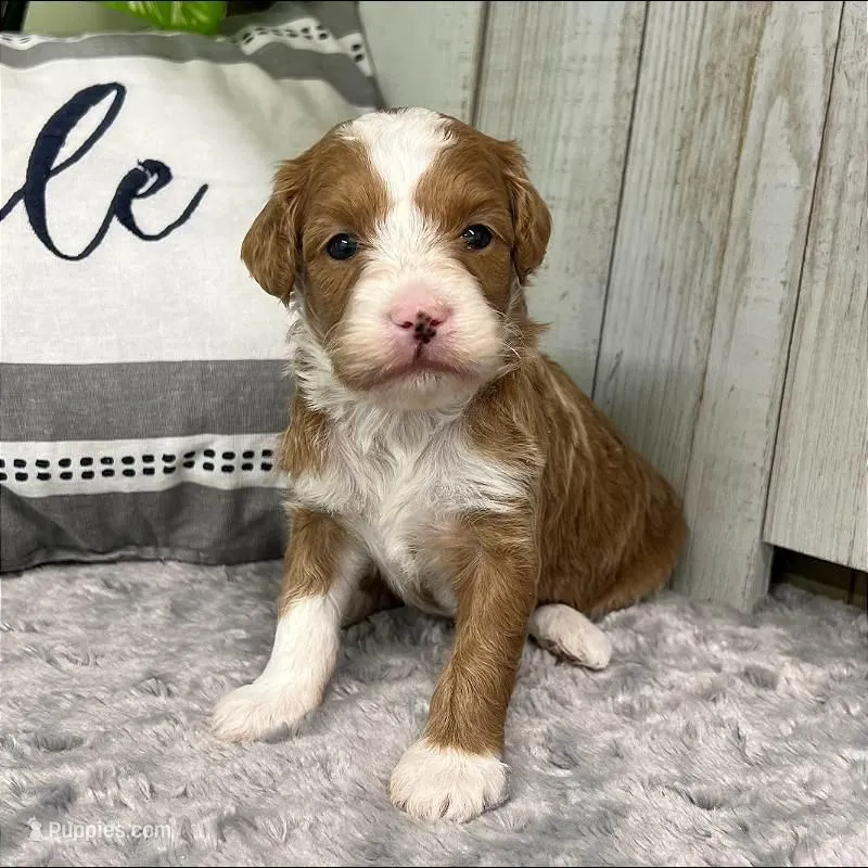 Everly (Mini Goldendoodle)