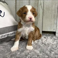 Everly (Mini Goldendoodle), a female Miniature Goldendoodle for sale in Bluffton, IN – Photo 3 of 4