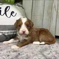Everly (Mini Goldendoodle), a female Miniature Goldendoodle for sale in Bluffton, IN – Photo 2 of 4