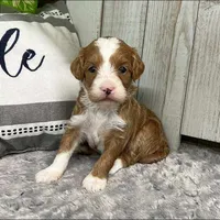 Everly (Mini Goldendoodle), a female Miniature Goldendoodle for sale in Bluffton, IN – Photo 4 of 4