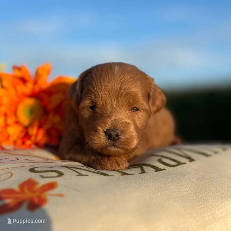 Tobi(Micro Mini Boy) – Miniature Goldendoodle puppy for sale in Bluffton, IN