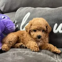 Nova (Micro Mini Girl), a female Miniature Goldendoodle for sale in Bluffton, IN – 2 of 4