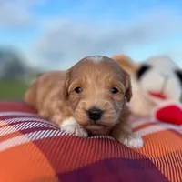 Toto (Micro Mini Boy), a male Miniature Goldendoodle for sale in Bluffton, IN – 2 of 4
