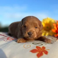 Tobi(Micro Mini Boy), a male Miniature Goldendoodle for sale in Bluffton, IN – 2 of 4