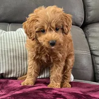 Loki (Micro MiniBoy), a male Miniature Goldendoodle for sale in Bluffton, IN – 4 of 4