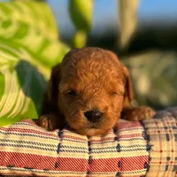Nova (Micro Mini Girl), a female Miniature Goldendoodle for sale in Bluffton, IN – 2 of 3