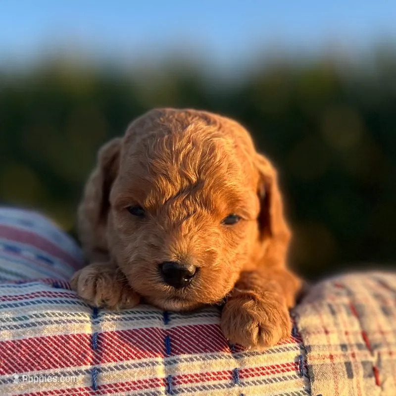 Nova (Micro Mini Girl) – Miniature Goldendoodle puppy for sale in Bluffton, IN