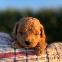 Nova (Micro Mini Girl), a female Miniature Goldendoodle for sale in Bluffton, IN – 1 of 3