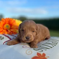 Tobi(Micro Mini Boy), a male Miniature Goldendoodle for sale in Bluffton, IN – 4 of 4
