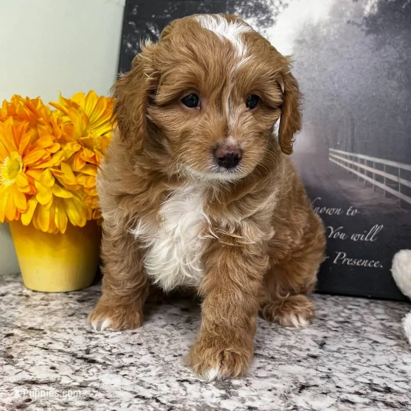 Kilo (Miniature Boy)