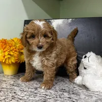 processed/77925e7f-ee32-4bea-bf89-c94d2e96ffcf/listing/7b376a3c-d6e1-499c-a687-4ee91da22cde/6888d53d-69aa-48a2-9f6c-75942ea8f829