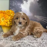 processed/77925e7f-ee32-4bea-bf89-c94d2e96ffcf/listing/7b376a3c-d6e1-499c-a687-4ee91da22cde/80192e97-604d-4ba6-bbe6-7e38cbec1fa8