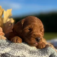 Loki (Micro MiniBoy), a male Miniature Goldendoodle for sale in Bluffton, IN – 3 of 3
