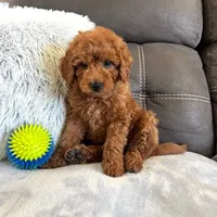 Remy (Micro Mini Boy), a male Miniature Goldendoodle for sale in Bluffton, IN – Photo 2 of 4