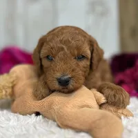 Remy (Micro Mini Boy), a male Miniature Goldendoodle for sale in Bluffton, IN – Photo 1 of 3