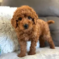 Remy (Micro Mini Boy), a male Miniature Goldendoodle for sale in Bluffton, IN – Photo 3 of 4