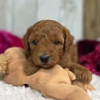 Remy (Micro Mini Boy), a male Miniature Goldendoodle for sale in Bluffton, IN – Photo 3 of 3