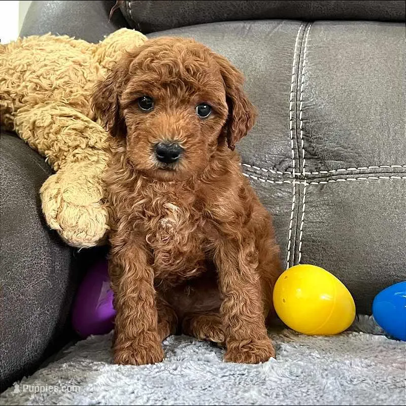 Remy (Micro Mini Boy) – Miniature Goldendoodle puppy for sale in Bluffton, IN
