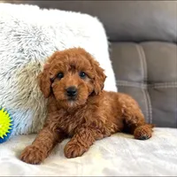 Remy (Micro Mini Boy), a male Miniature Goldendoodle for sale in Bluffton, IN – Photo 4 of 4