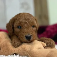 Remy (Micro Mini Boy), a male Miniature Goldendoodle for sale in Bluffton, IN – Photo 2 of 3