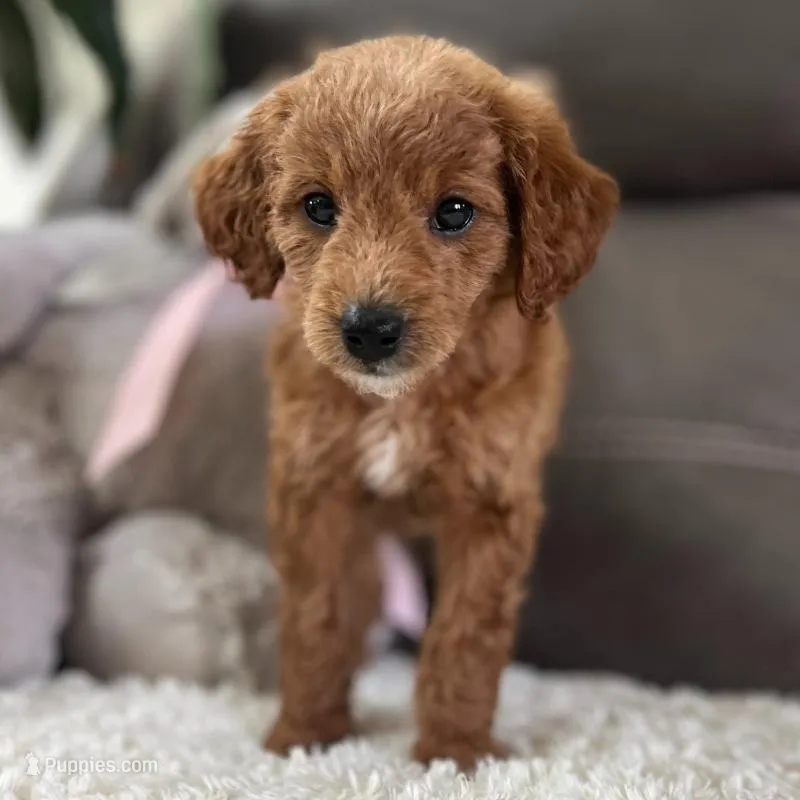 Lucy (Micro Mini) – Miniature Goldendoodle puppy for sale in Bluffton, IN