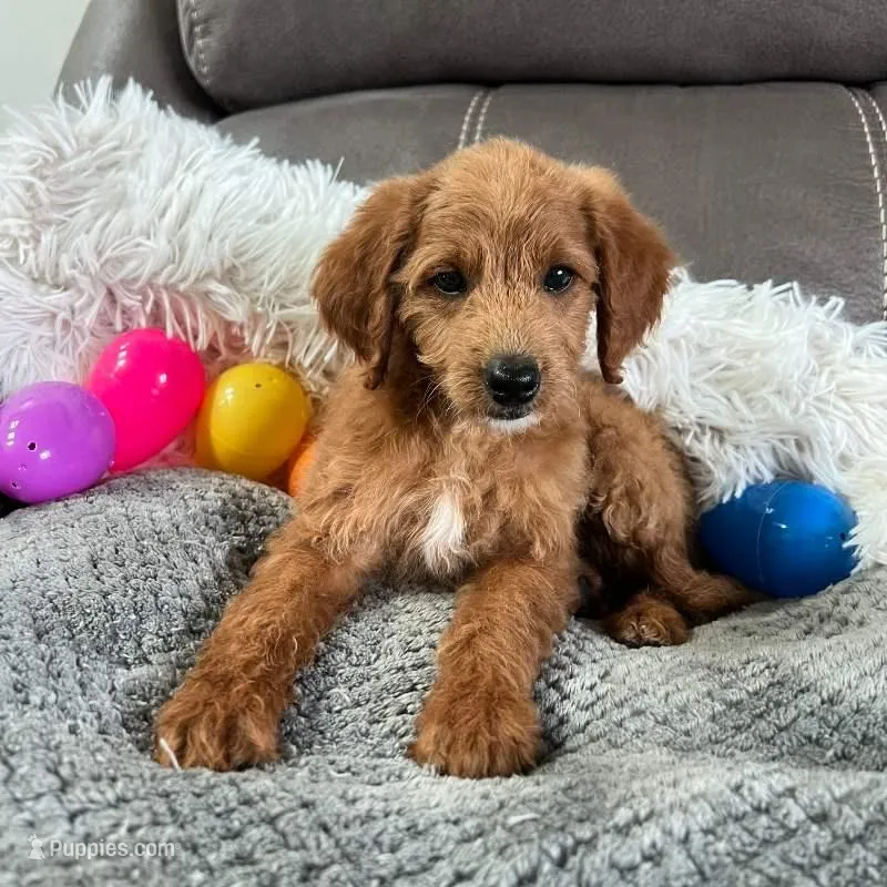 Lucy (Micro Mini) – Miniature Goldendoodle puppy for sale in Bluffton, IN