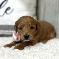 Lucy (Micro Mini), a female Miniature Goldendoodle for sale in Bluffton, IN – Photo 3 of 4